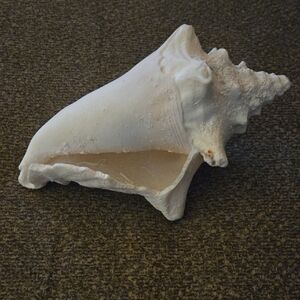 Large White Conch Shell Decor